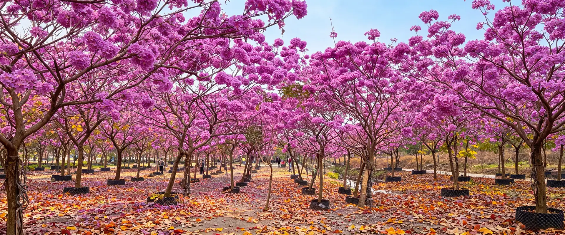 China Large Flowering Trees leverantör