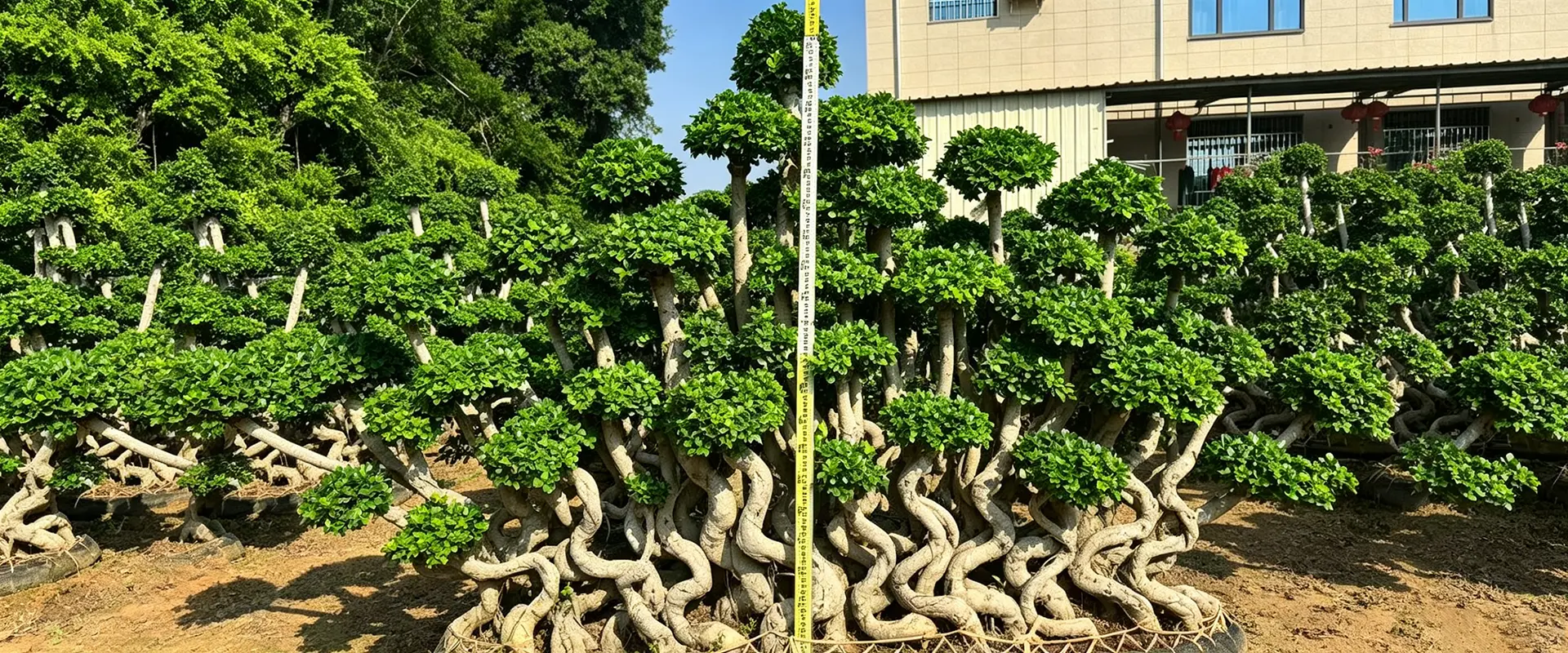 Kina Evergreen Shade Trees Leverantör