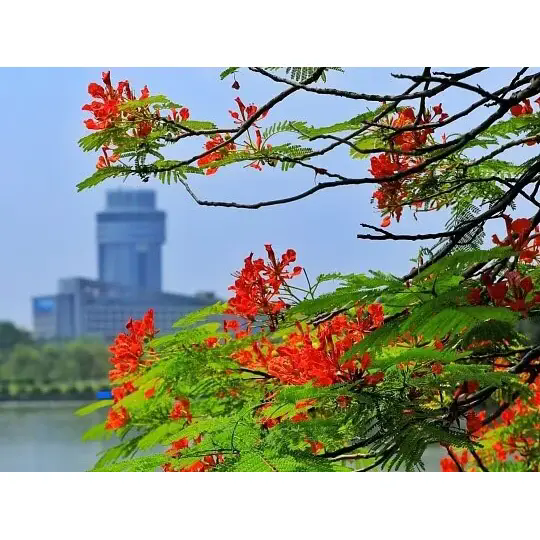 Hur skapar Royal Poinciana fantastiska tropiska landskap?