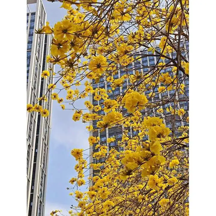 Hur förbättrar Golden Trumpet Tree landskapets skönhet och miljövärde? Hur förbättrar Golden Trumpet Tree landskapets skönhet och miljövärde?