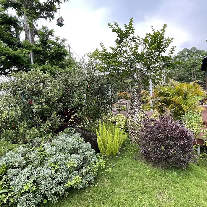 Hur skapar Crape Myrtle ett fantastiskt landskap med lågt underhåll?