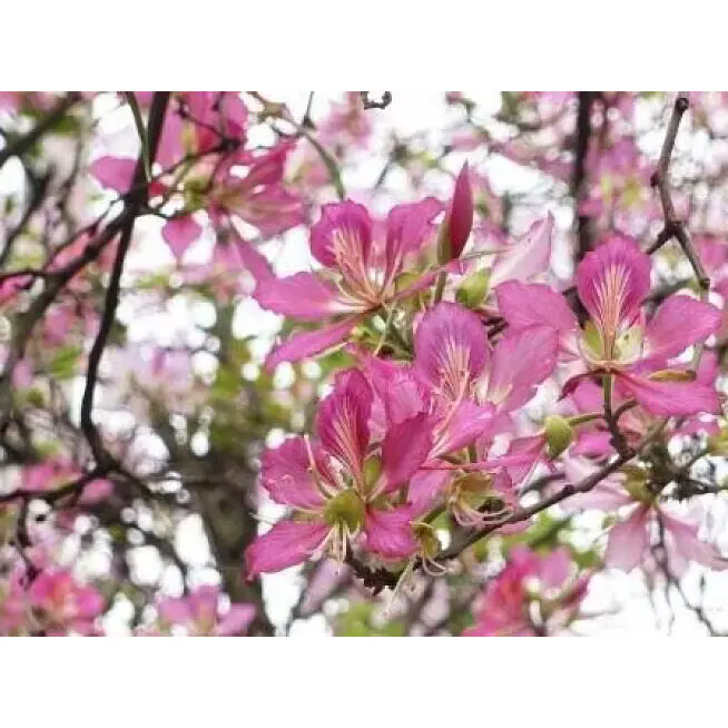 Hur kan ett rosa orkidéträd förvandla inomhus- och utomhusutrymmen med bestående skönhet? Hur kan ett rosa orkidéträd förvandla inomhus- och utomhusutrymmen med bestående skönhet?