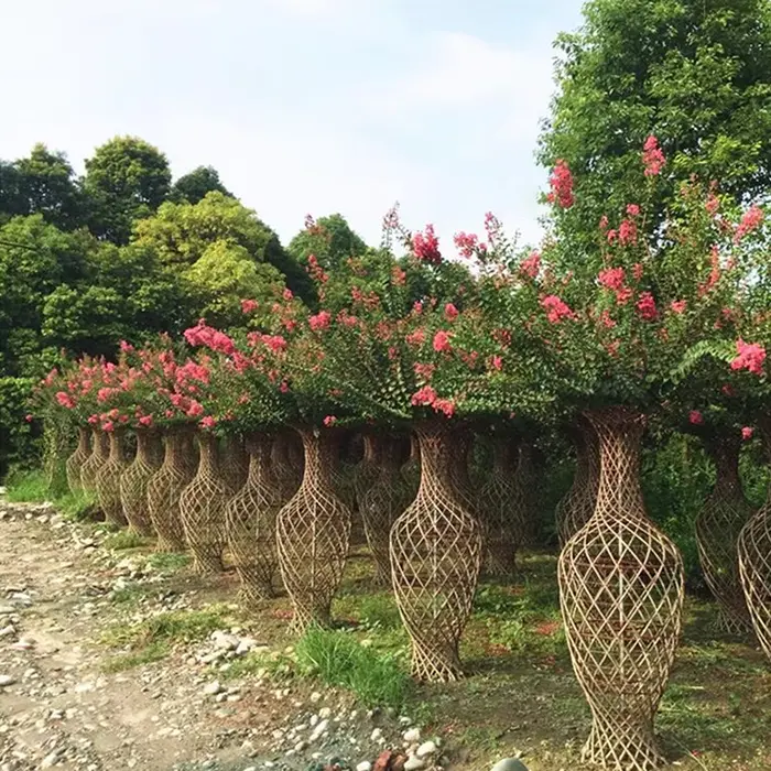 Crape Myrtle Bonsai Tree