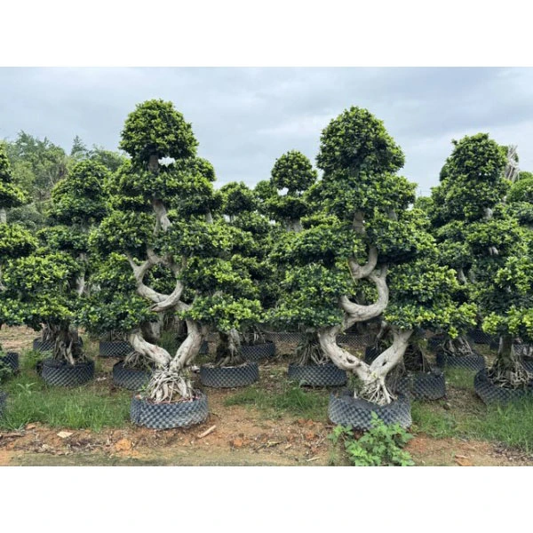 Ficus Microcarpa Street Träd