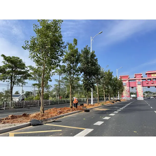 Ficus Religiosa Street Träd