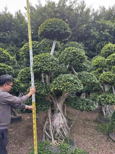 Ficus Microcarpa Bonsai Tree
