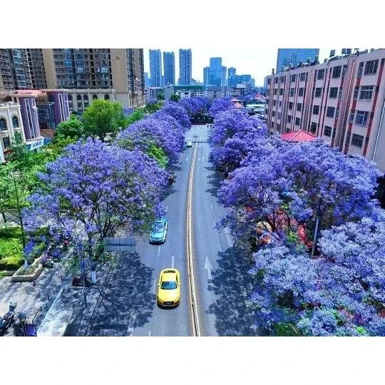 Jacaranda Street Träd Jacaranda Street Träd