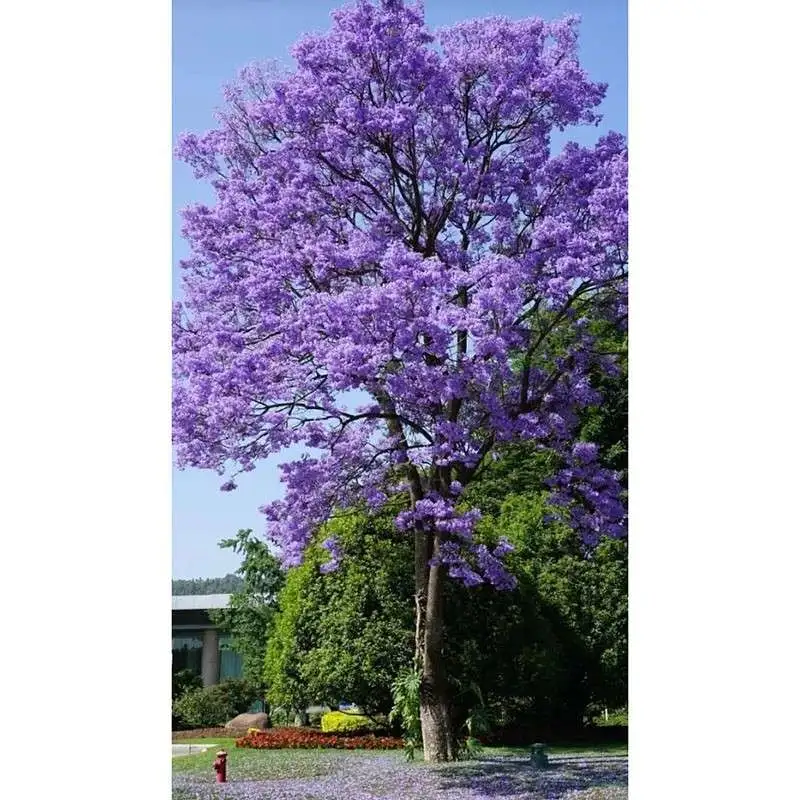 Jacaranda Street Träd