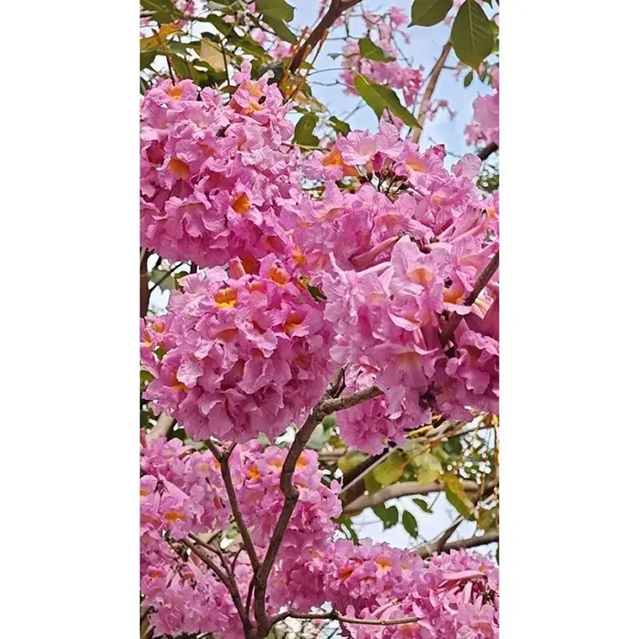 Lila Trumpet Tree Bonsai
