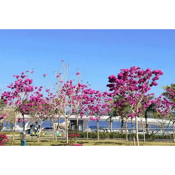Lila Trumpet Tree Liners