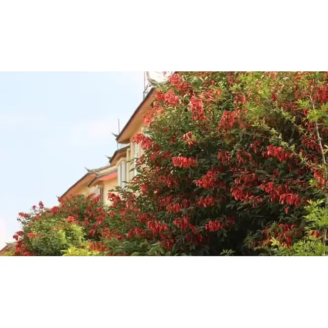 Exemplar Cockscomb Coral Tree