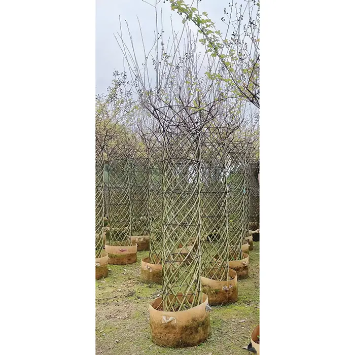 Specimen Crape Myrtle Tree