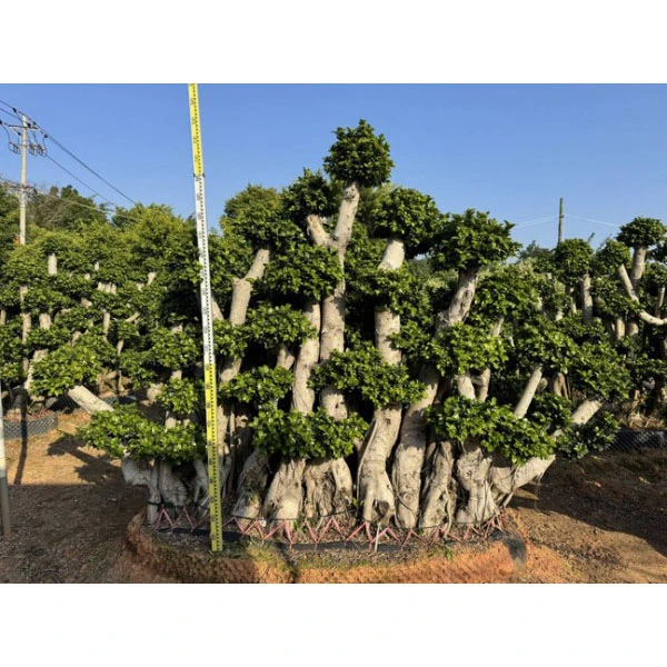 Prov Ficus microcarpa träd
