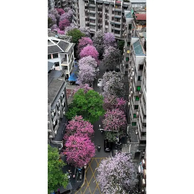 Prov rosa orkidéträd