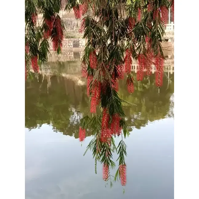 Weeping Bottlebrush Liners